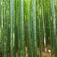 Bambuswald: häufigstes Vorkommen China und Indien, Verwendung als Nahrungsmittel, Nutzung als Baumaterial für den Möbel- und Hausbau, sowie energetisch als Bambuspellets.